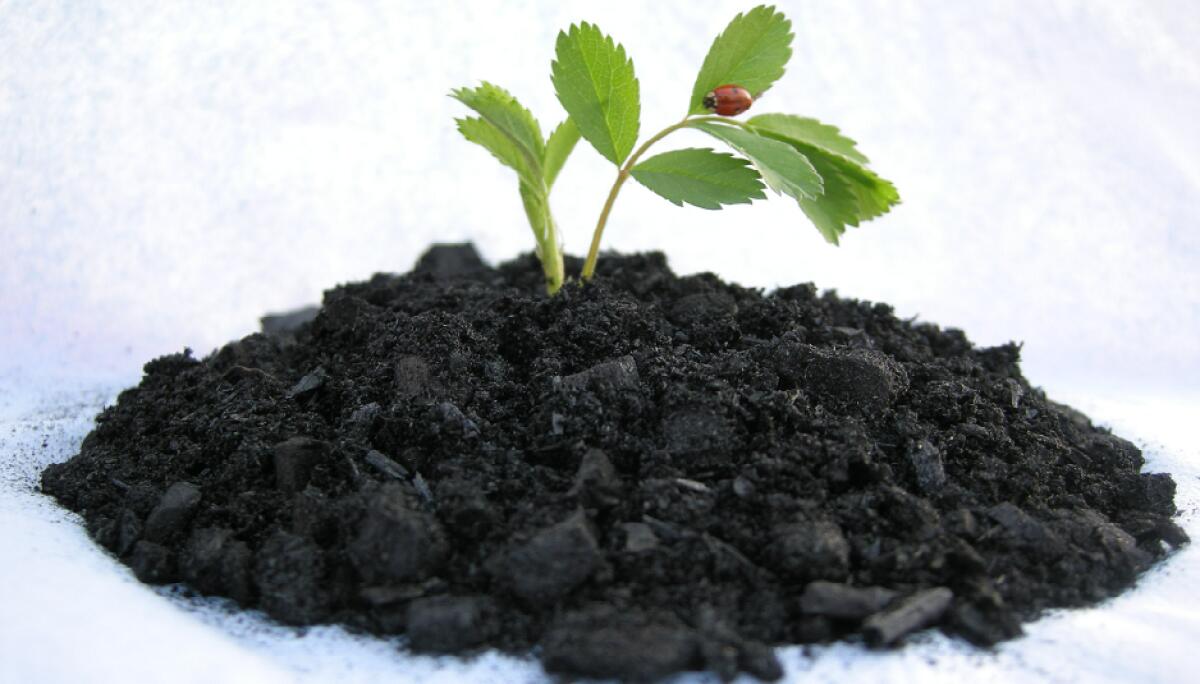 Biochar, caccia al CO2 con il carbone di legna - diynatural.com