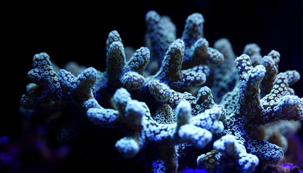 SpaceBioMat: dallo spazio arriva il potere dei coralli - PH: ecoxotic.com