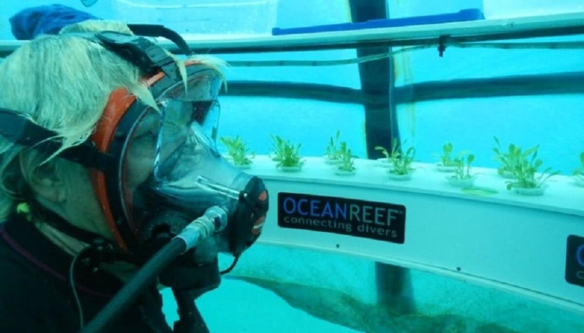 Nemo's Garden: l'orto subacqueo italiano - PH: ecumenicalnews.com