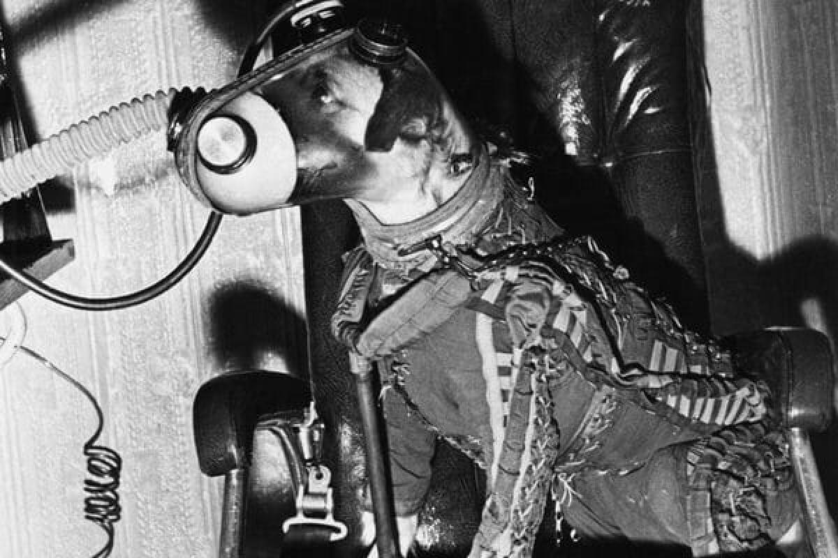 Laika, il ricordo di quel 3 novembre 1957 - Laika con indosso la tuta pressurizzata prima del lancio.