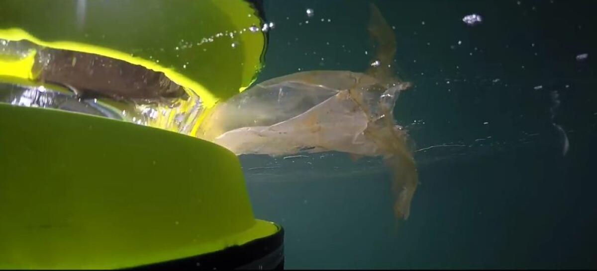 Seabin, un bidone galleggiante per ripulire il mare - seabinproject.com