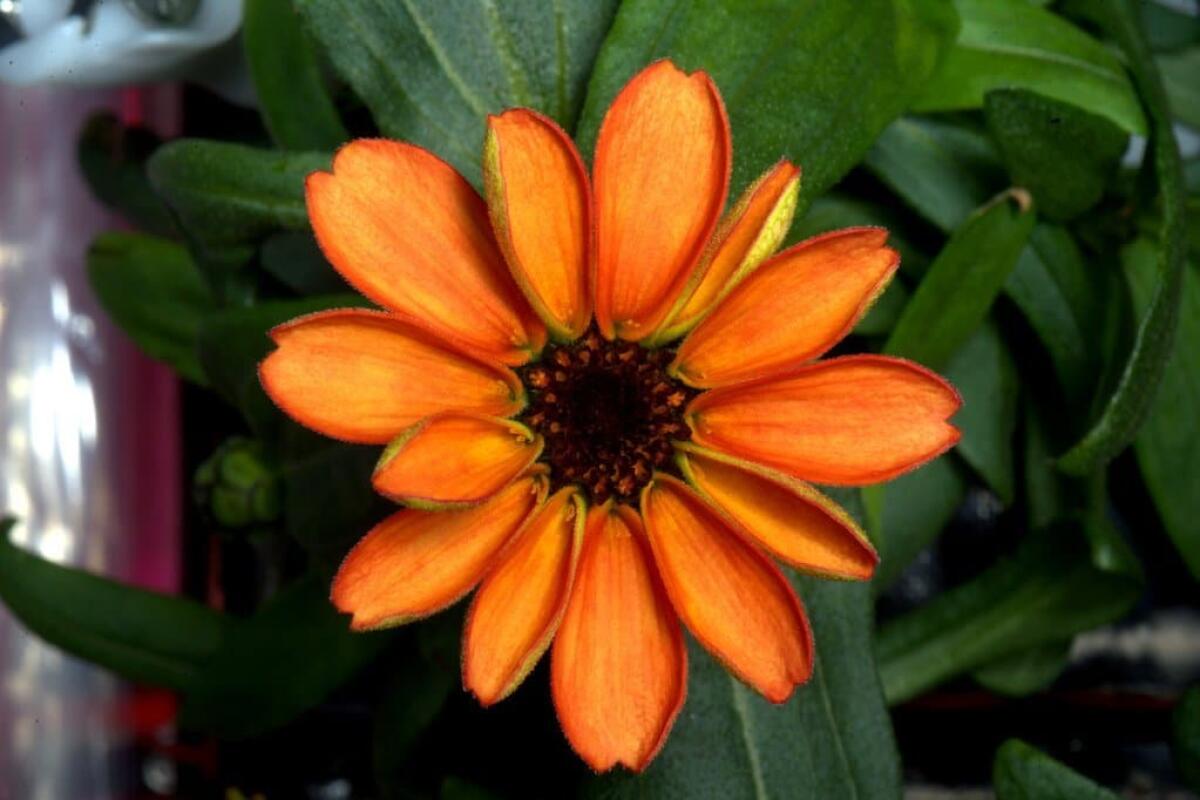 Zinnia, la prima pianta a fiorire nello spazio - Zinnia on ISS
