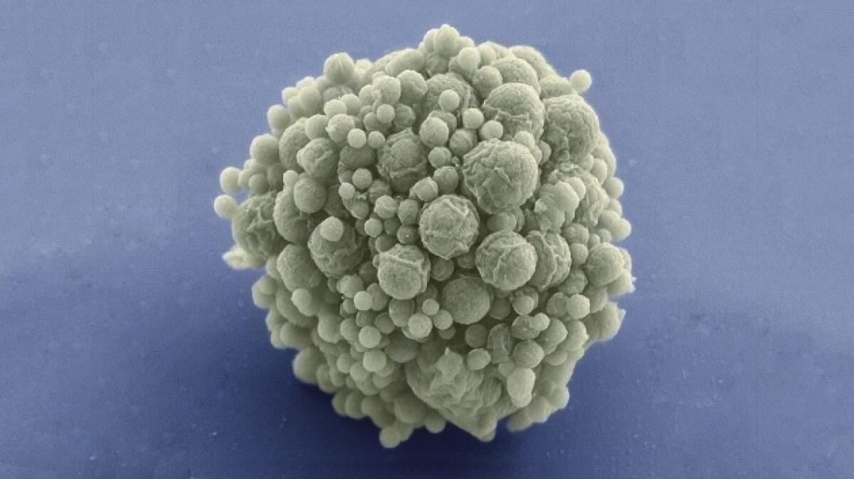 Synthia 3.0, il genoma minimo creato in laboratorio - Synthia 3.0