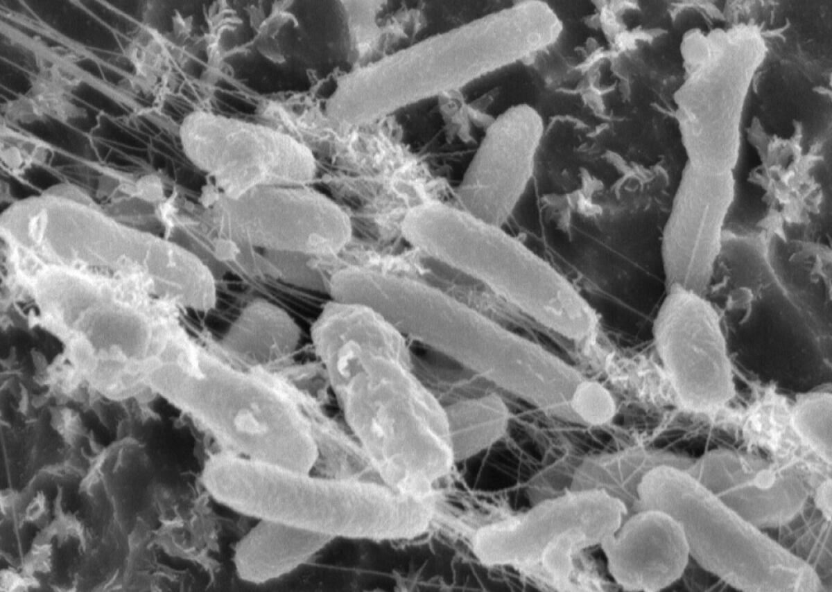 Ideonella sakaiensis, il batterio mangia-plastica - Ideonella sakaiensis