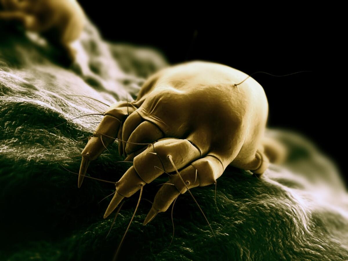Il primo vaccino per l'allergia agli acari - Acaro