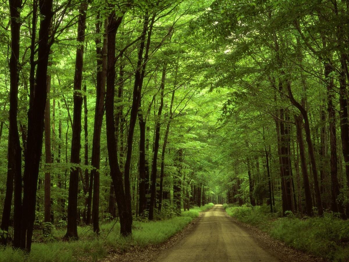 La foresta di Mercadante: storia di una foresta artificiale per la difesa idrica - 