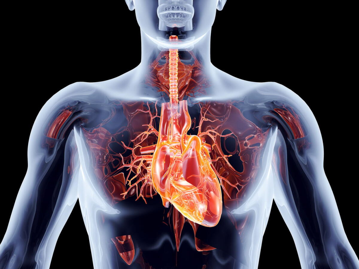 Proteine ingegnerizzate: alternative terapeutiche - Cuore umano
hipotireoidismo.net