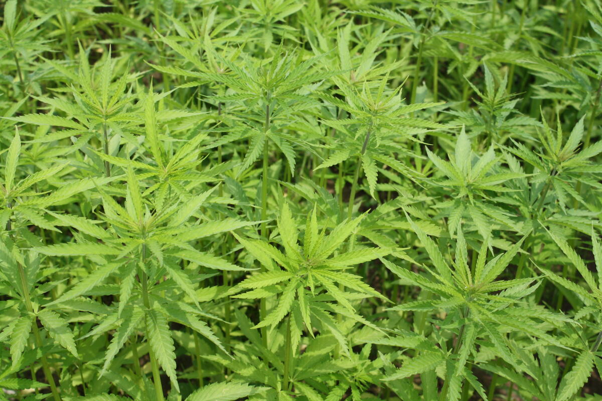 Cannabis? Sì, ma per Produrre Energia! - lasaponaria.it