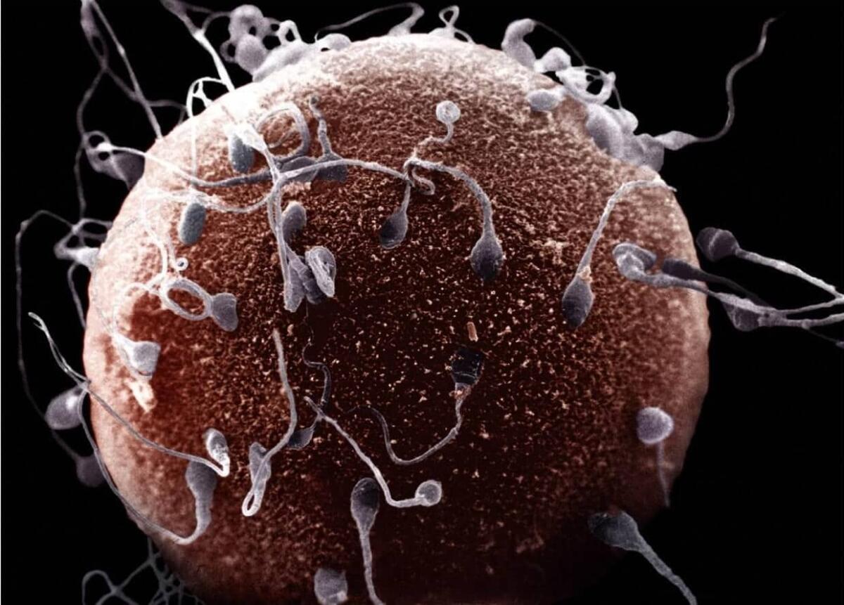 I cromosomi del sesso - Ovocita e spermatozoi, credits: http://www.lemamme.it/