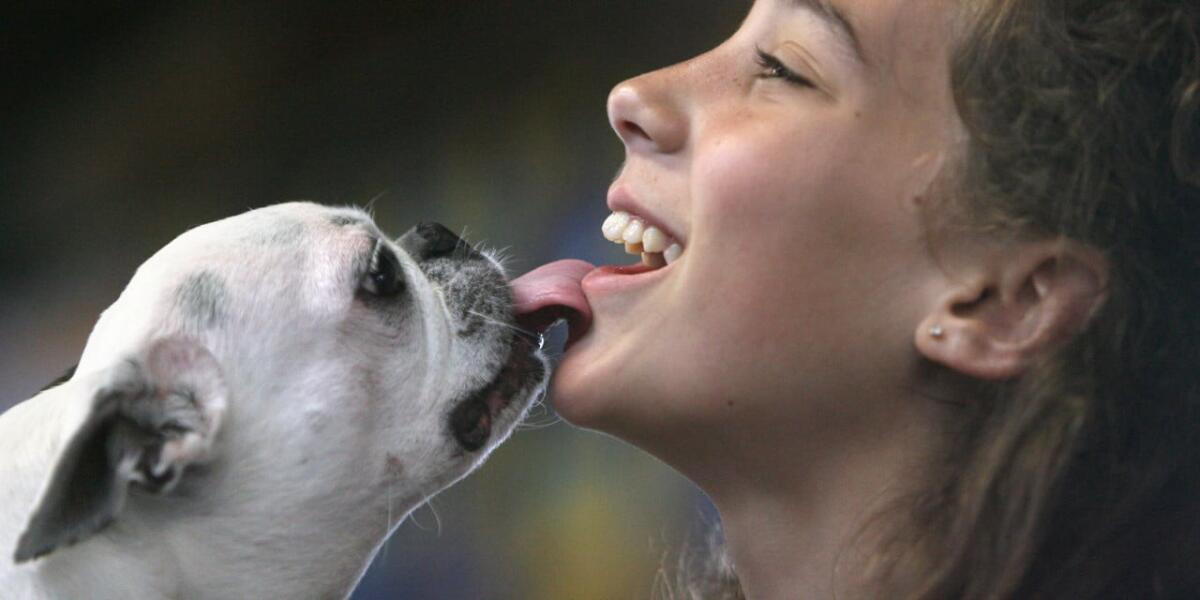 Capnocytophaga canimorsus: quando un bacio provoca la setticemia - LEAD PHOTO - Makenna Wilson, 13, of Olympia gets a kiss from her Boston terrier, Roxy, as they wait to show at the Thurston County Fair on Saturday, Aug. 7, 2010. Makenna is a member of the Muttz-K-Teers 4-H Club. (Tony Overman/Staff Photographer)