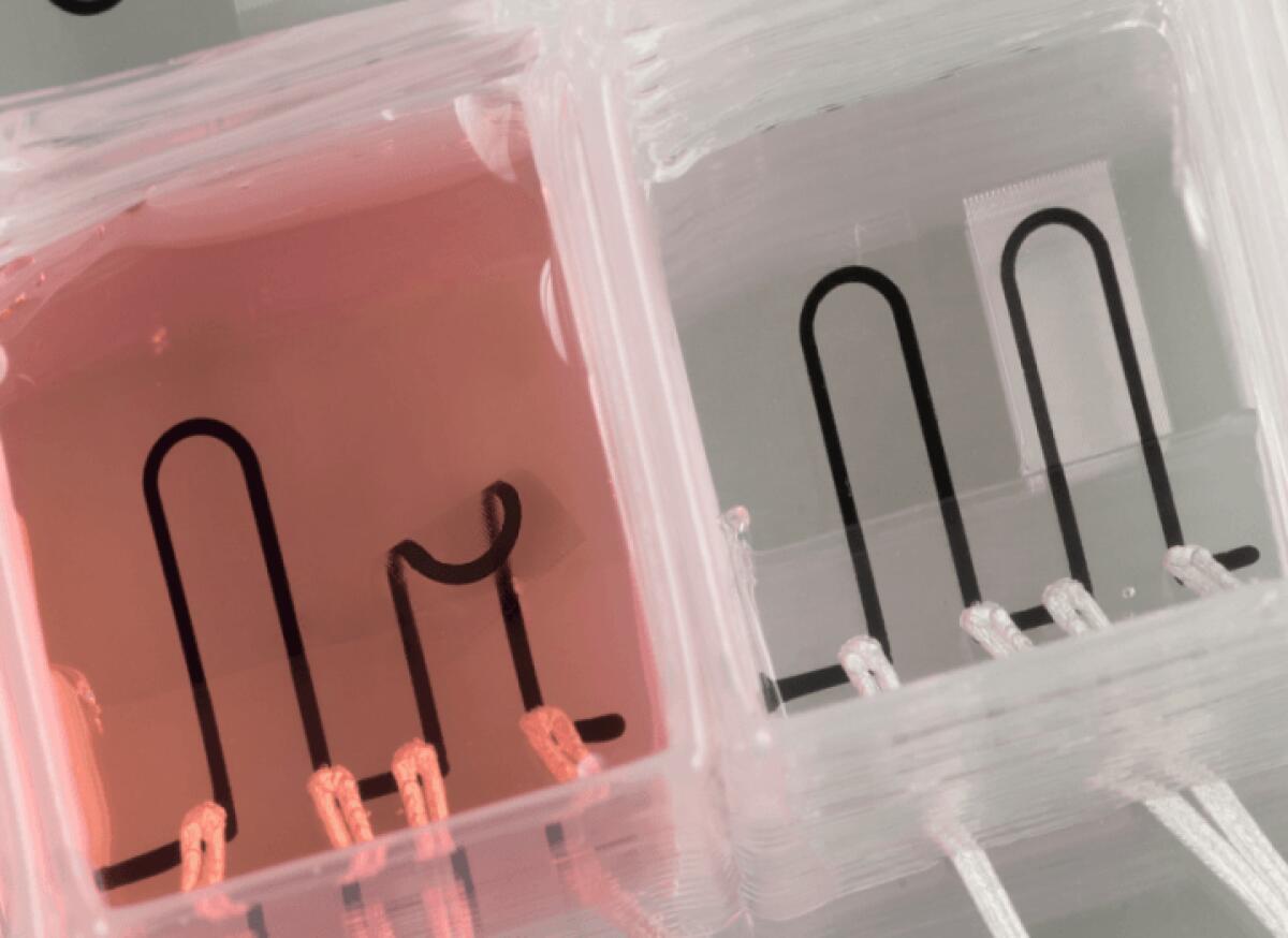 Organo replicato e stampato in 3D…il tutto in un chip! - Sensori stampati 3D 
Photo: Johan U. Lind/Harvard University
