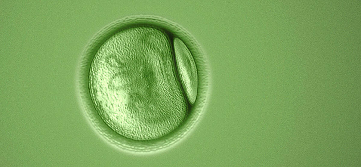Bioquark: collaborazione con la Forest Organics & I-Beauty Charm - Green Cell
www.bioquark.com