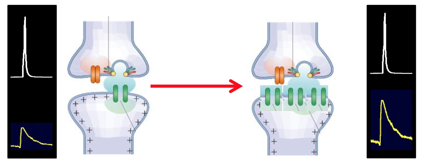 Realizzazione di più canali nella cellula post sinaptica con conseguente aumento dell'attività (segnale giallo)