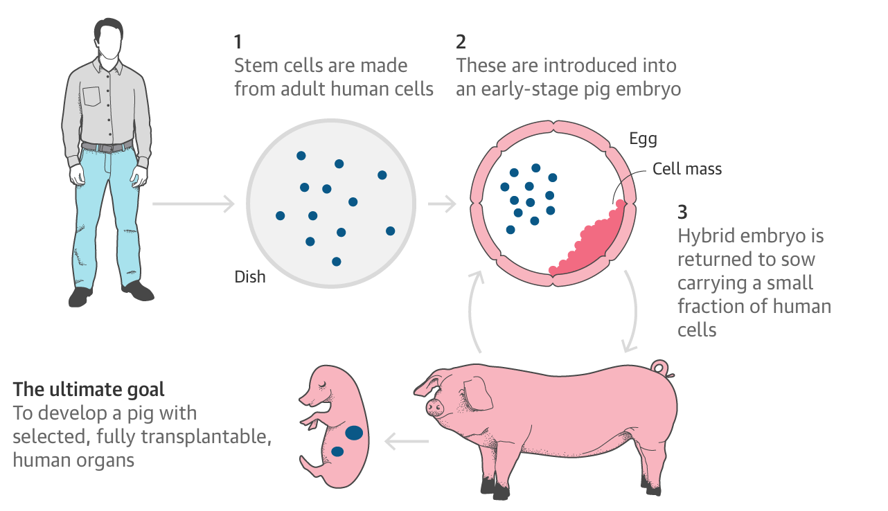 Processo di realizzazione dell'embrione chimera Guardian graphic, Cell Press, Wu et al.