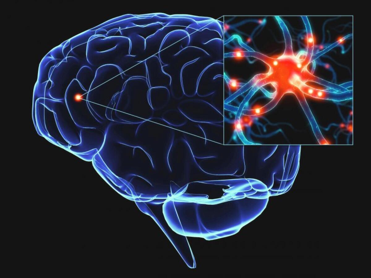 Trapianto neuronale: un futuro possibile per il cervello colpito da ictus - Trapianto neuronale
http://img-fotki.yandex.ru