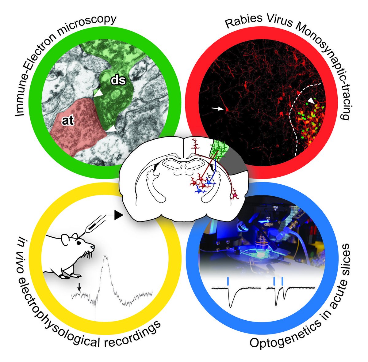 Diverse tecniche di investigazione dell'attività sinaptica https://academic.oup.com