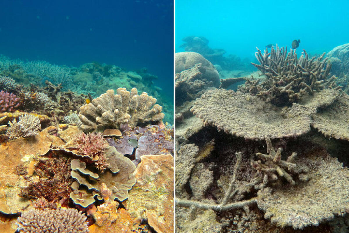 Shock in Australia: morta la Grande Barriera Corallina - La foto schok a cura dell'ARC Center of Excellence for Coral Reef Studies
pubblicata sul New York Tmes. Credits: nytimes.com
