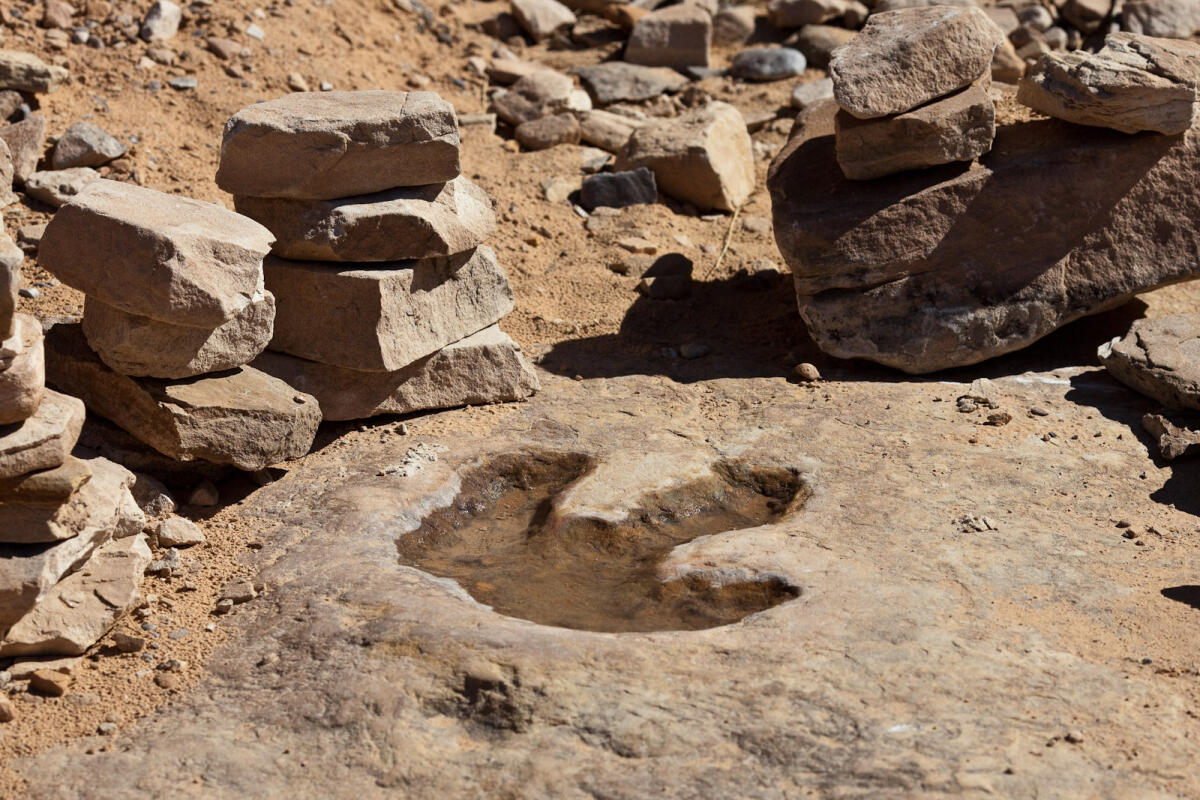 Scoperta la più grande impronta di dinosauro italiano - Impronta di dinosauro ritrovata a Denver fotografata da Greg Willis (Colorado, USA).

Image Credits: Wikimedia Commons
