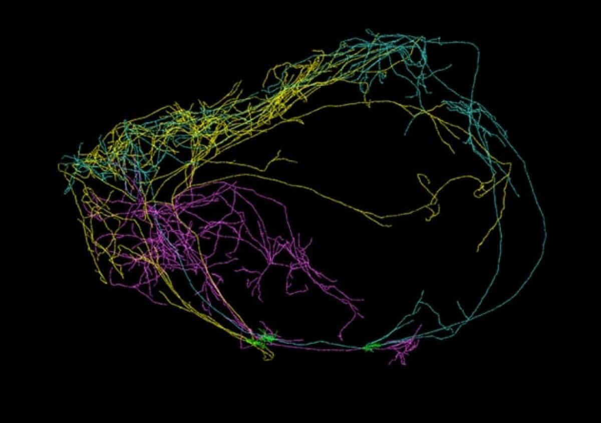 Scoperto neurone della coscienza - Neurone della coscienza, credits: Allen Institute for Brain Science - alleninstitute.org