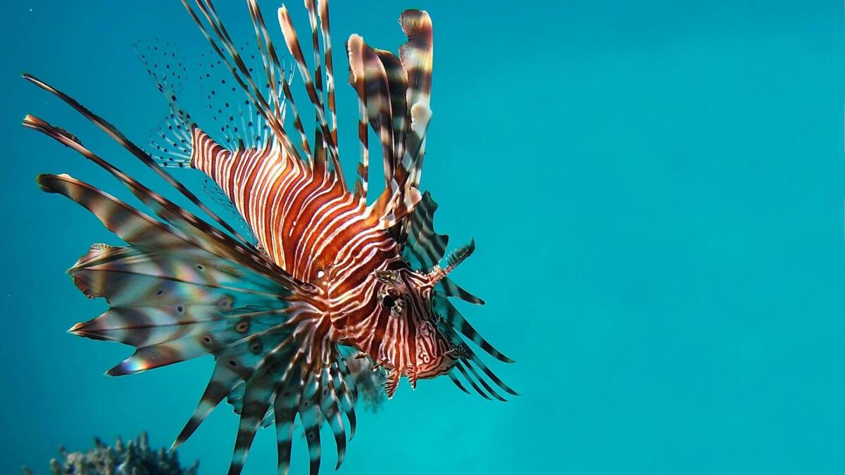 Avvistato Lionfish nelle acque italiane - LionFish, credits: kingofwallpapers.com