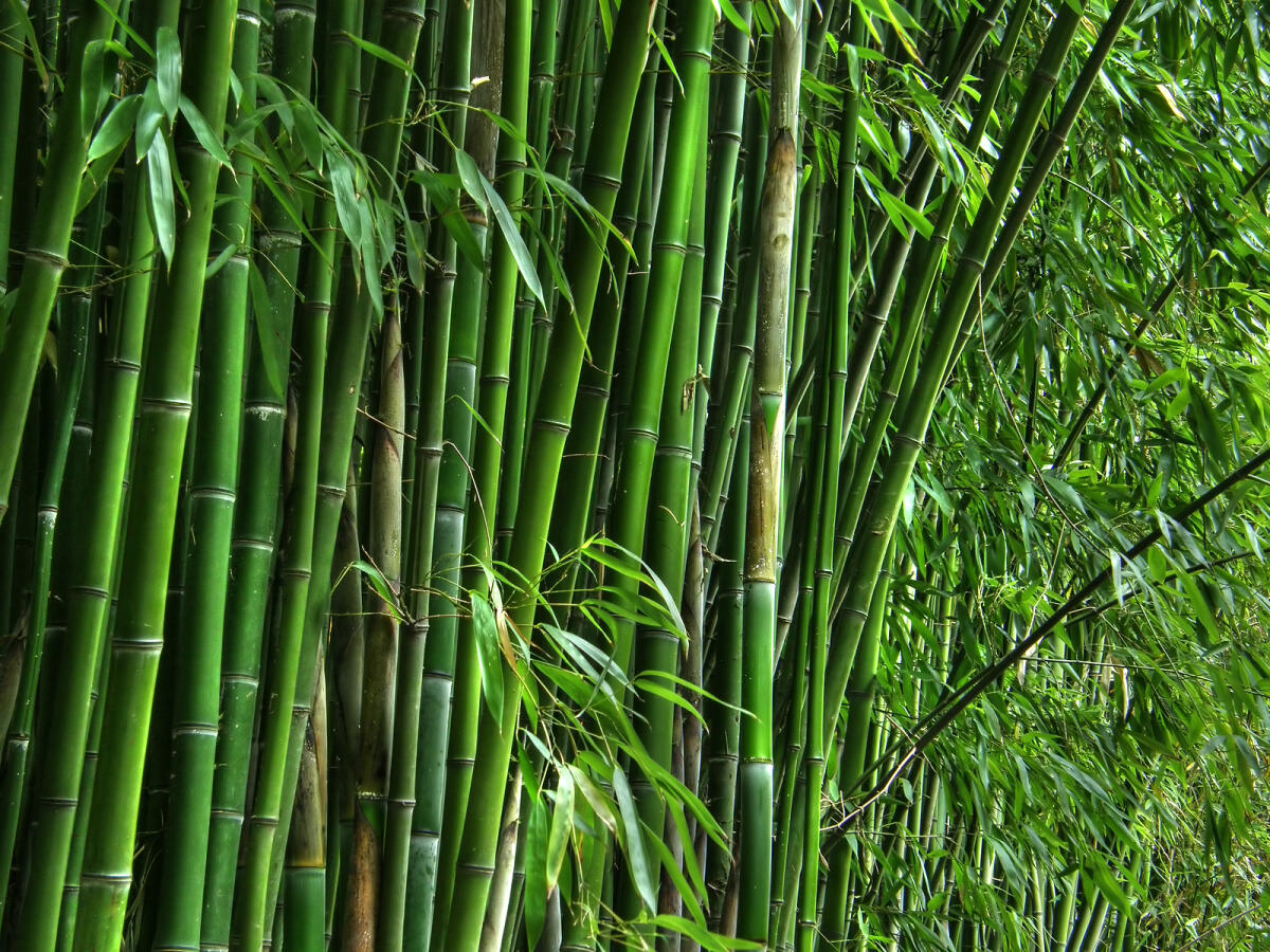 Il bambù come materiale da costruzione - 