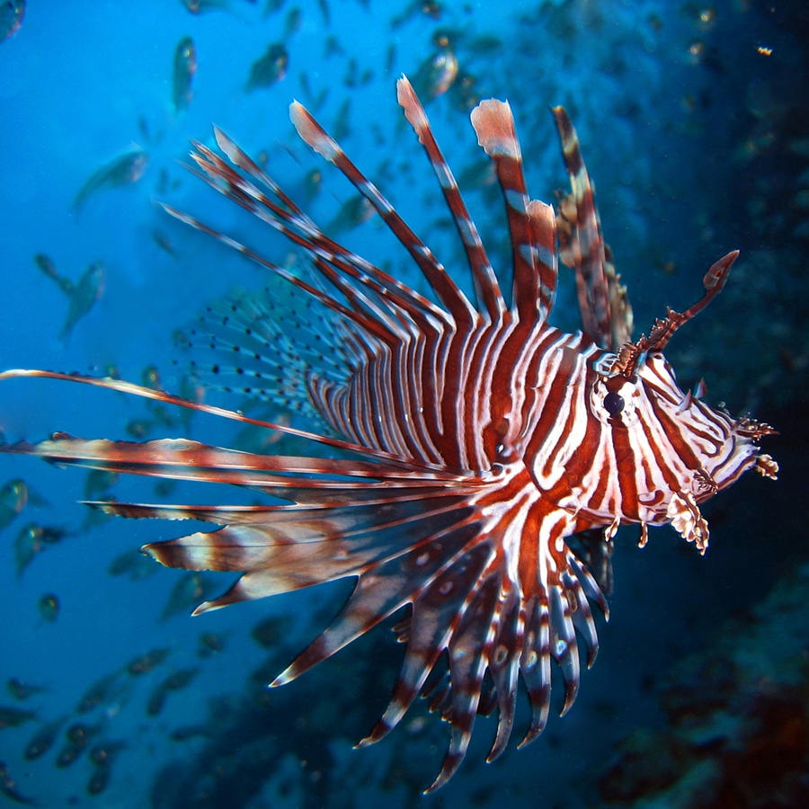 Un esemplare di Pesce Scorpione. Credits: ilblogdellapesca.it