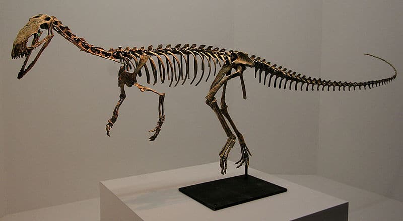 Teropode. Image Credits: Wikipedia, Kabacchi - Unnamedsaurus - 01 Uploaded by FunkMonk