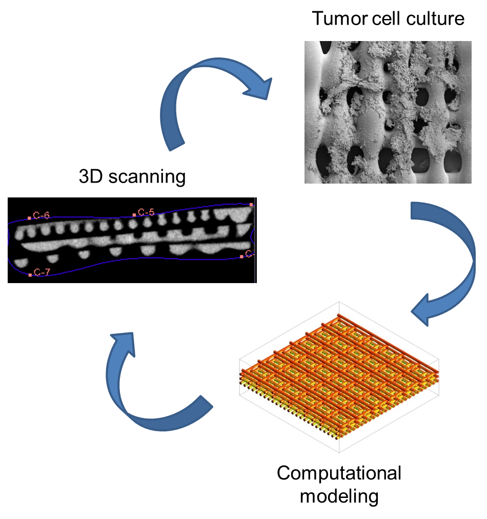 Lo studio ha combinato gli esperimenti con i modelli computazionali. La struttura dello scaffold ha un effetto reale su come le cellule esprimono proteine ​​che segnalano la crescita di cellule tumorali. http://news.rice.edu/files/2017/02/0213_SARCOMA-2-w