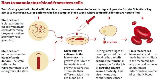Il processo di produzione di sangue artificiali da cellule staminali. Credits: notey.com