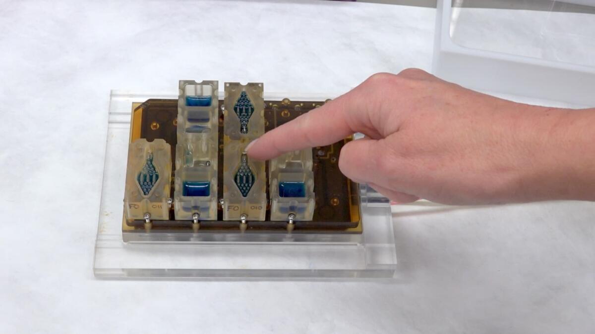 EVATAR, l'apparato genitale femminile diventa un chip - EVATAR, credits: fsmedia.imgix.net