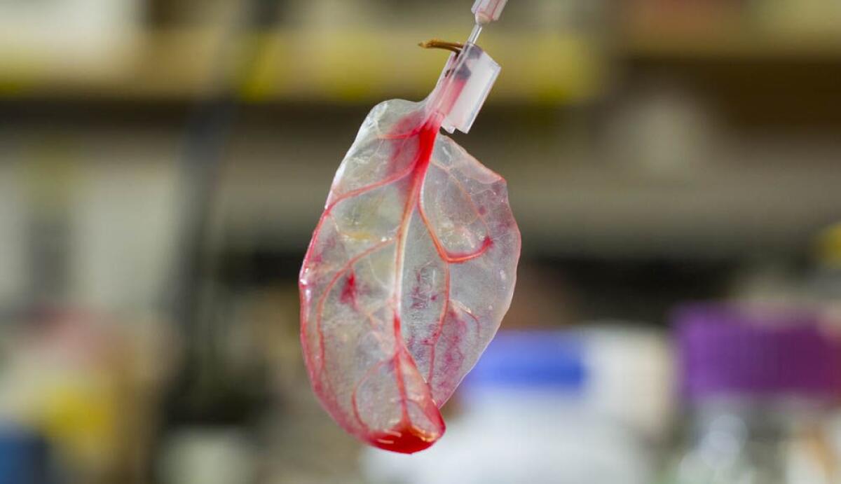 Healthy solutions: cellule cardiache sviluppate in foglie di spinacio - Spinacio con flusso sanguigno
Worcester Polytechnic Institute