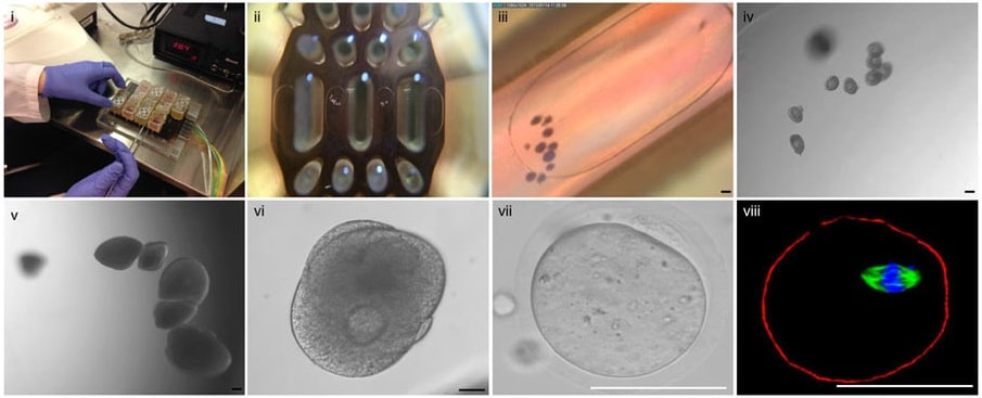 Le varie fasi di coltura di Evatar. Credits: Nature Communications - nature.com