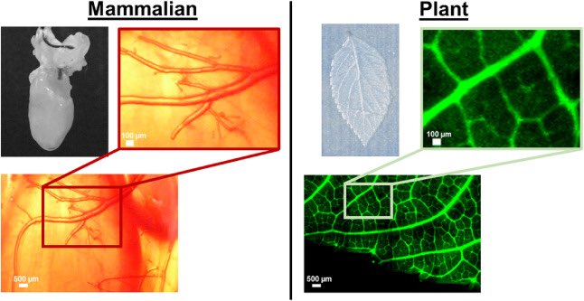 Ramificazioni a confronto: tessuto cardiaco animale (sinistra) e ramificazione vegetale dello spinacio (destra) sciencedirect.com