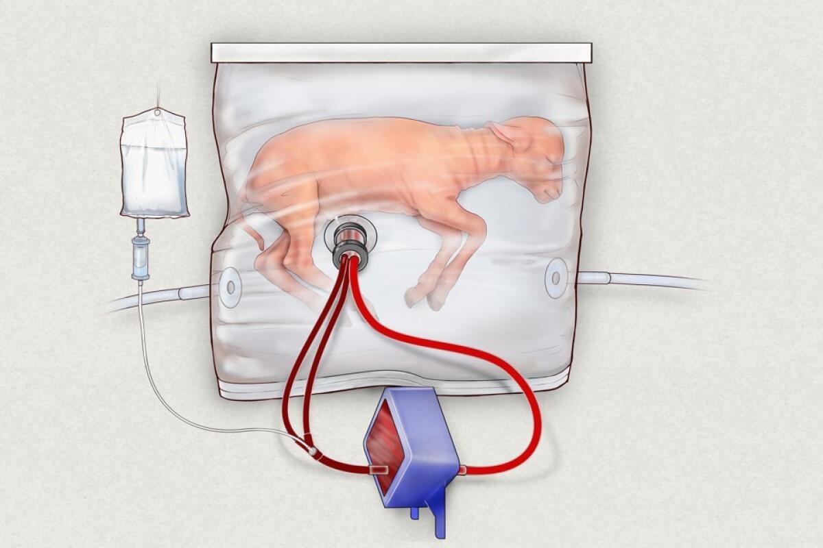 Grembo artificiale: 8 agnelli prematuri cresciuti nella nuova incubatrice - Children's Hospital of Philadelphia / Nature Communications