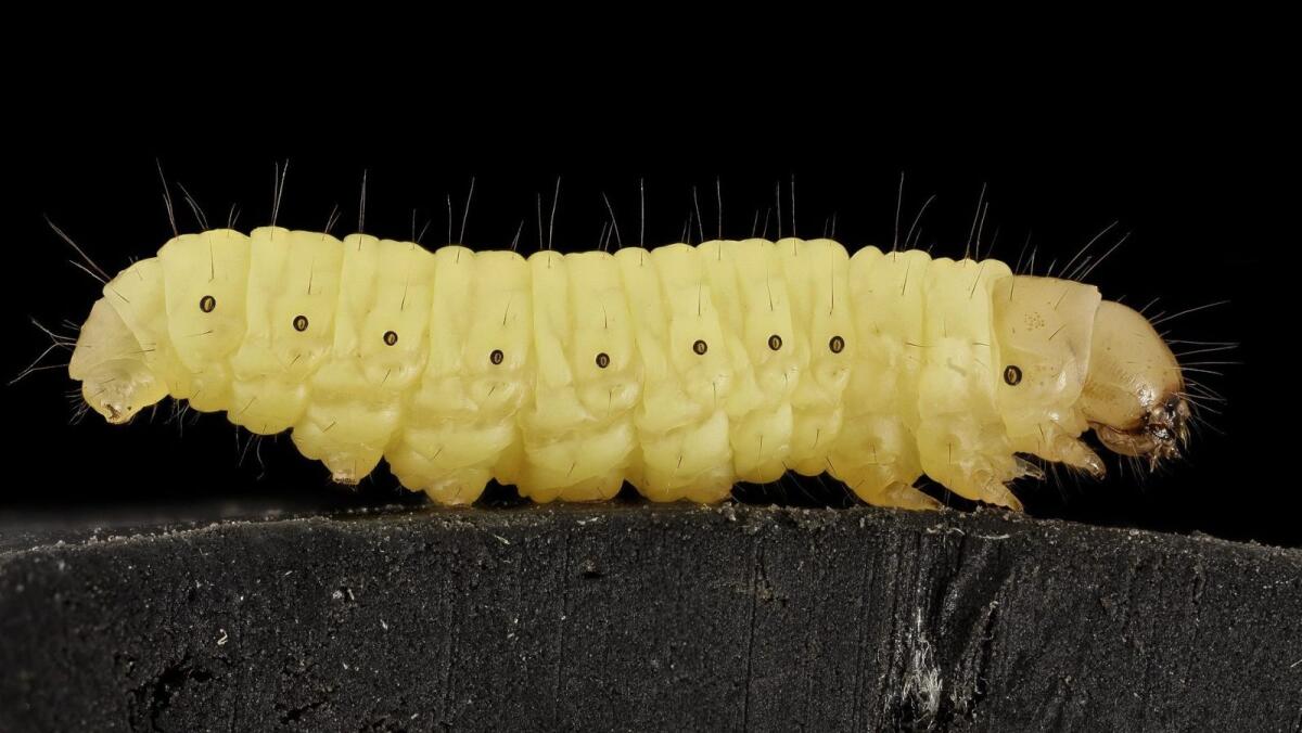 Scoperta larva che mangia la plastica - Galleria mellonella, credits: qzprod.files.wordpress.com