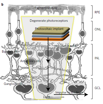 Processo di fototrasduzione con la retina organica, ossia la conversione della luce in segnale elettrico, che viene poi portato al cervello mediante il nervo otticohttp://www.nature.com