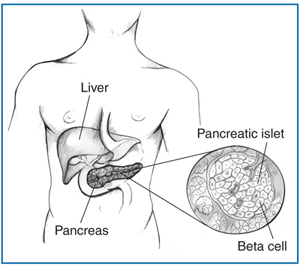 Le isole di Langerhans (Pancreatic islet) contengono vari tipi di cellule, tra cui le cellule beta https://www.niddk.nih.gov/