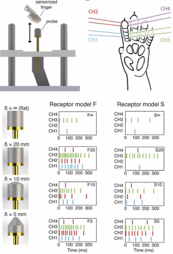 In alto, da sinistra: dito robotico formato da un sistema di 4 sensori neuromorfi che hanno generato i segnali inviati alla zampa del ratto. CH1, CH2, CH3 e CH4 costituiscono i 4 canali per gli elettrostimolatori interni e relative posizioni. In basso: le