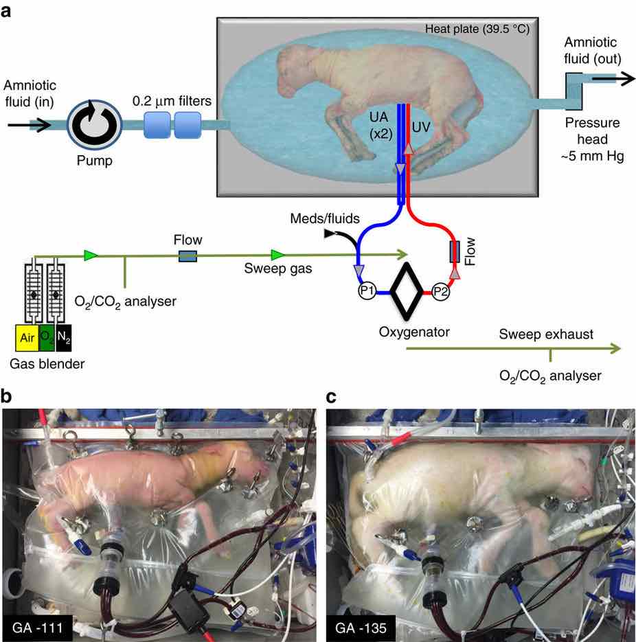 (a) Circuito dell'incubatrice neonatale; confronto del feto dell'agnello (b) a 107 giorni di gestazione e (c) a 28 giorni dall'incubazione. Credits: nature.com