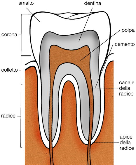 Struttura del dente Credits: www.sapere.it