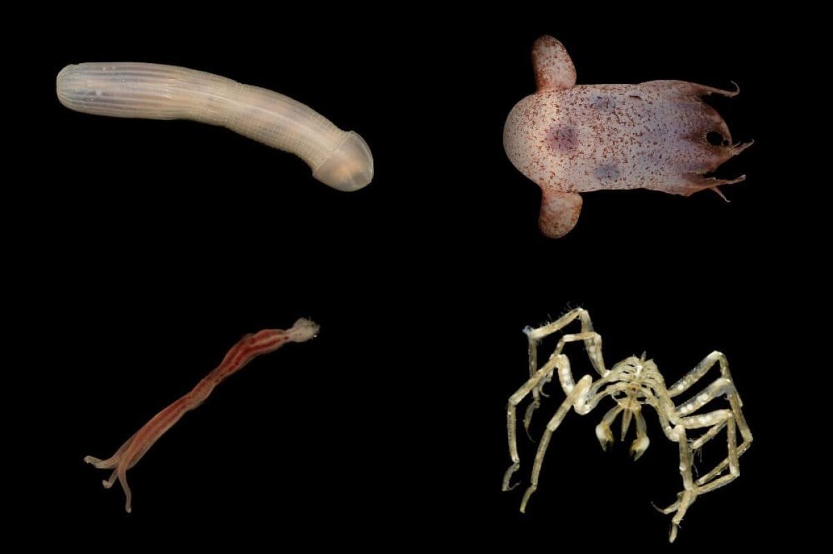 Australia: identificate 1000 nuove specie [FOTOGALLERY] - Alcuni animali identificati durante la ricerca "Sampling the Abyss". Credits: Museum Victoria/Csiro