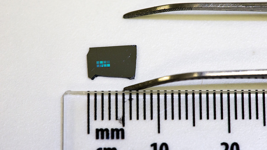 Wafer semiconduttore in cui sono cresciute le cellule cerebrali, grazie ad un'"impalcatura" di nanofili capace di guidarne la crescita. Credits: Stuart Hay, ANU