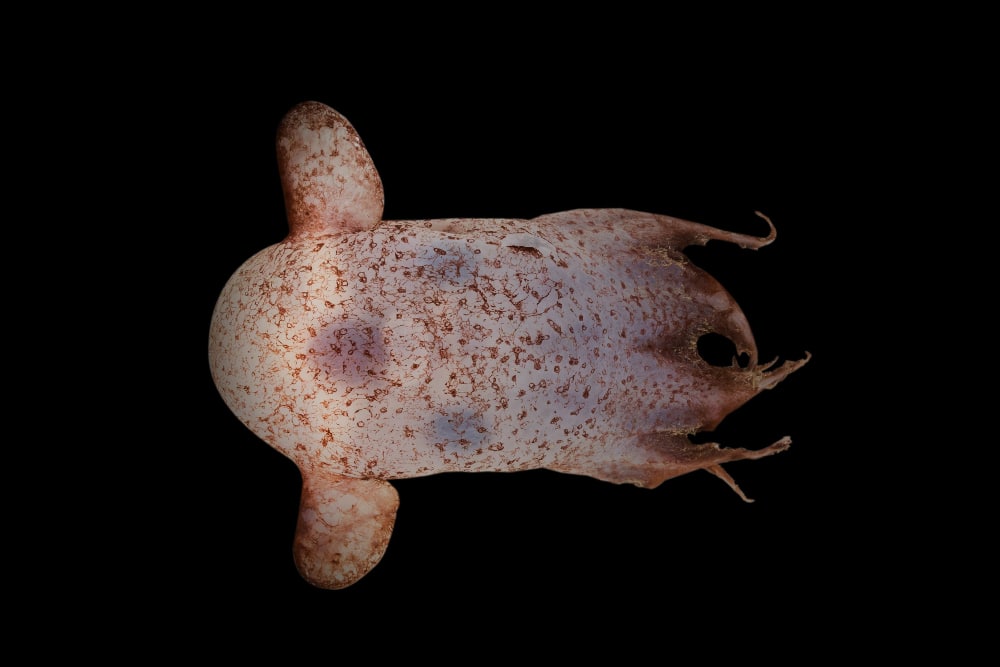 A dare il nome a questo polipo sono le sue orecchie simili a quelle dell'elefantino della Disney. Fungono da "pinne" che consentono all'animale di cambiare direzione. Credits: Rob Zugaro