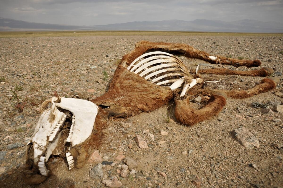 La sesta estinzione di massa? - Horse Skeleton by goingslowly