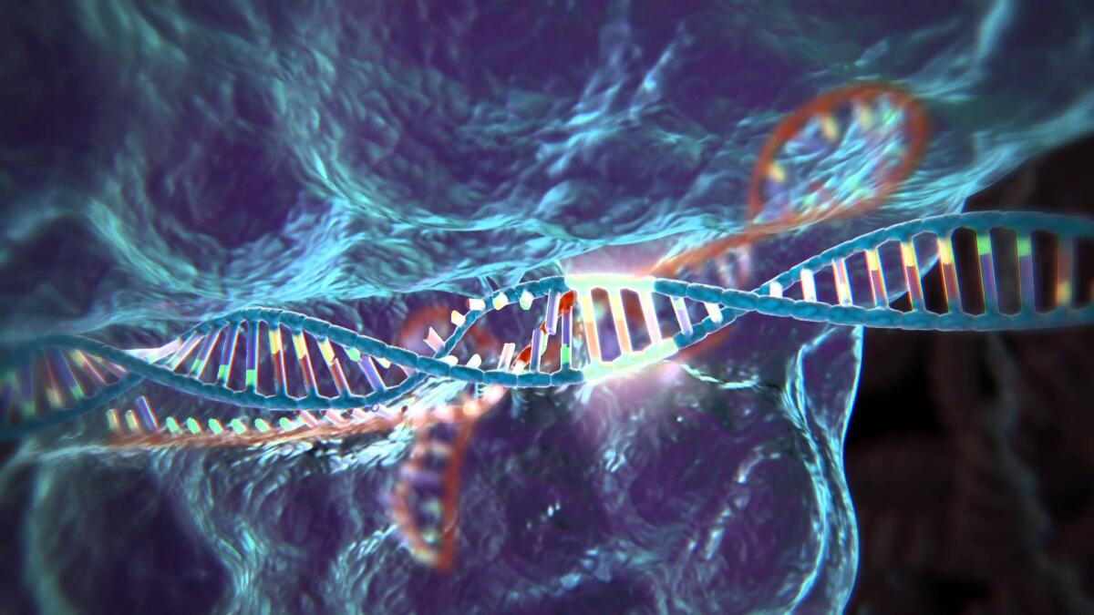 CRISPR, una tecnica per combattere le malattie genetiche - PH: McGovern Institute for Brain Research at MIT