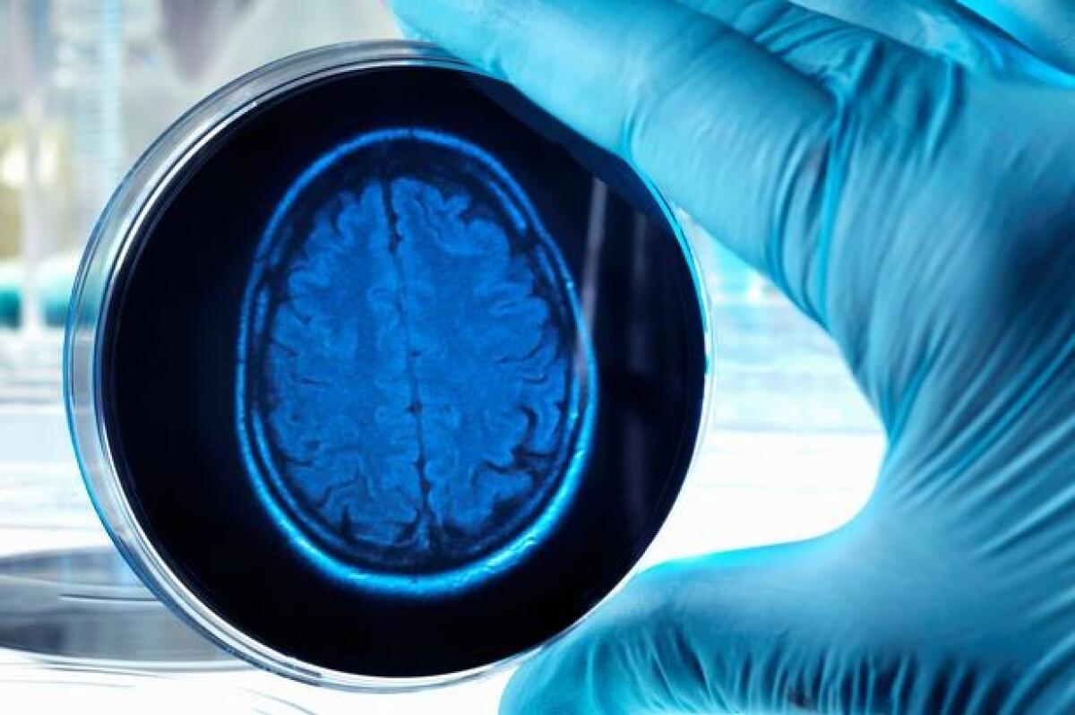 Criomicroscopia elettronica: un nuovo aiuto contro l'Alzheimer - Criomicroscopia elettronica come aiuto nella cura dell'Alzheimer
http://www.comunicati-stampa.net