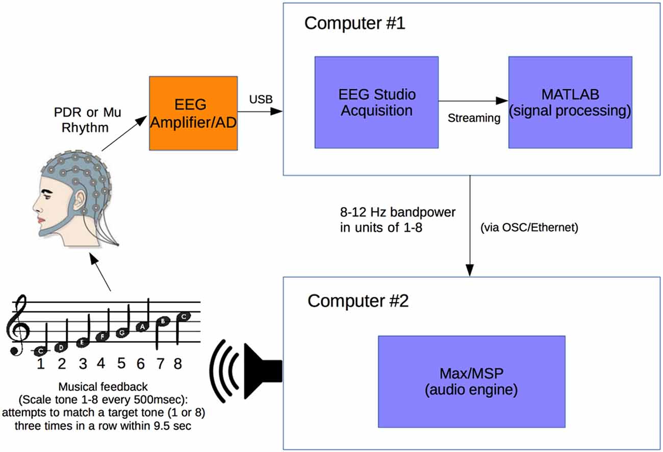 Processo di rilevamento dei segnali cerebrali e loro elaborazione con tool Matlabhttp://journal.frontiersin.org