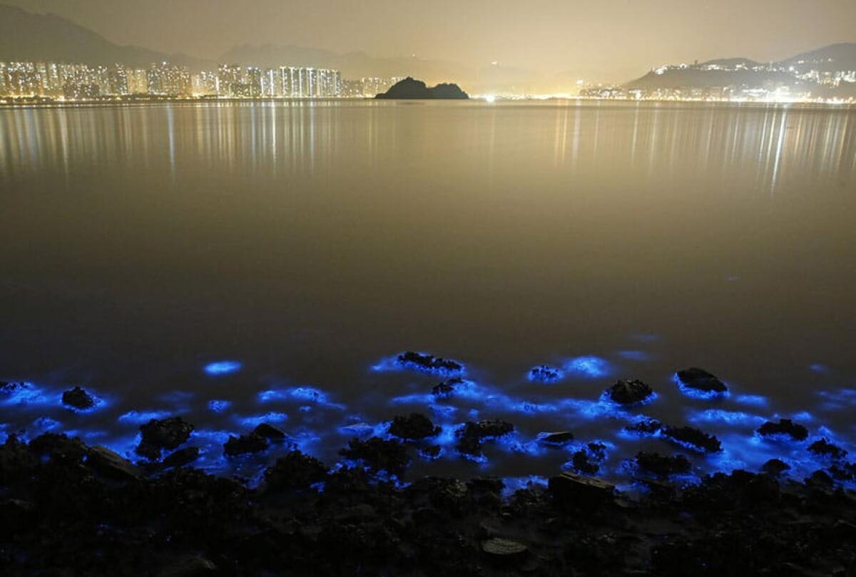 Alga luminescente? Un segnale d'allarme per il pianeta - Noctiluca scintillans ad Hong Kong, credits: boredpanda.com