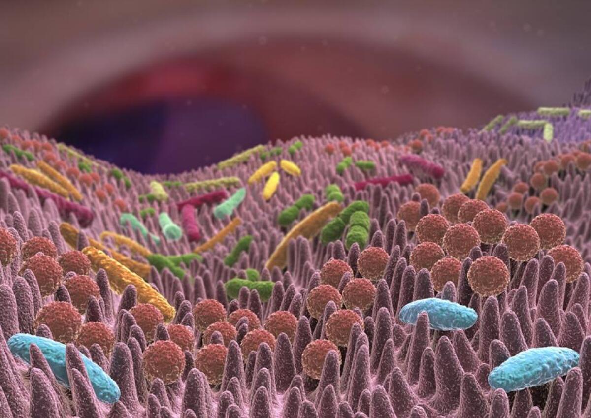 Ansia: un sano microbiota può aiutare a prevenirla - credits: food4care.it