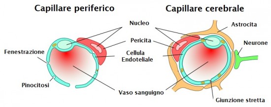 PH: aulascienze.scuola.zanichelli